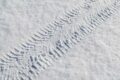 美しい雪原を行くウルスSE。昨晩の積雪から誰も足を踏み入れていない雪上を行くのは、嬉しさと心配が混在するのも事実だ。
