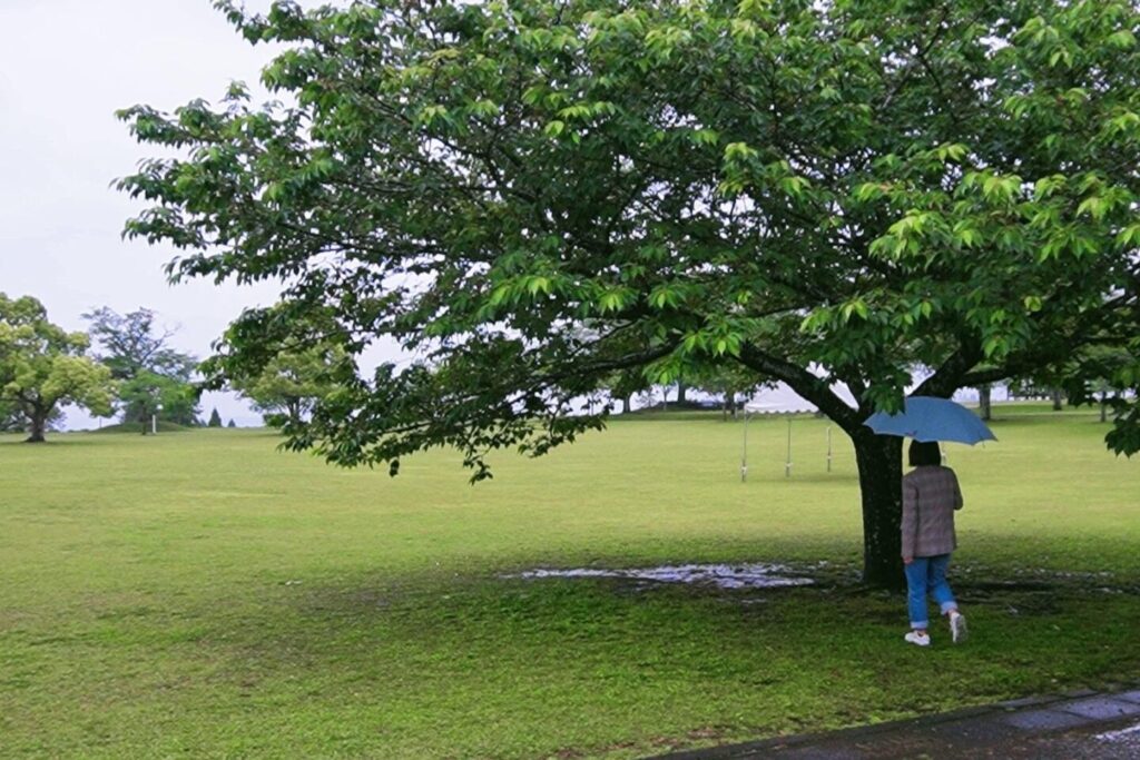 木の近くでの雨宿り