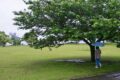 木の近くでの雨宿り