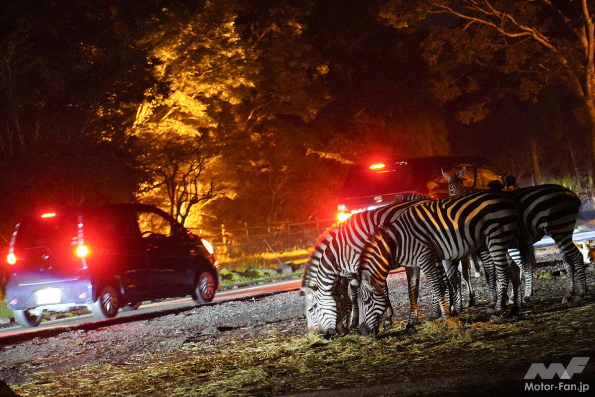 【富士サファリパーク】7〜9月限定!! 暗闇からライオンが迫る！肉食獣が覚醒する圧倒的迫力の「ナイトサファリ」攻略法