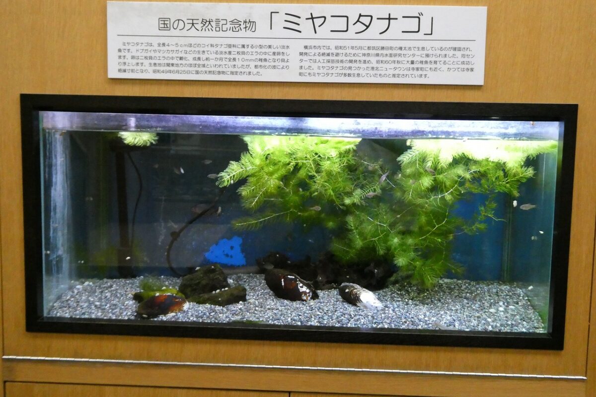 軍資金は1000円、カブ旅を満喫してみる。【鶴見川】｜1000円ツーリングvol.01