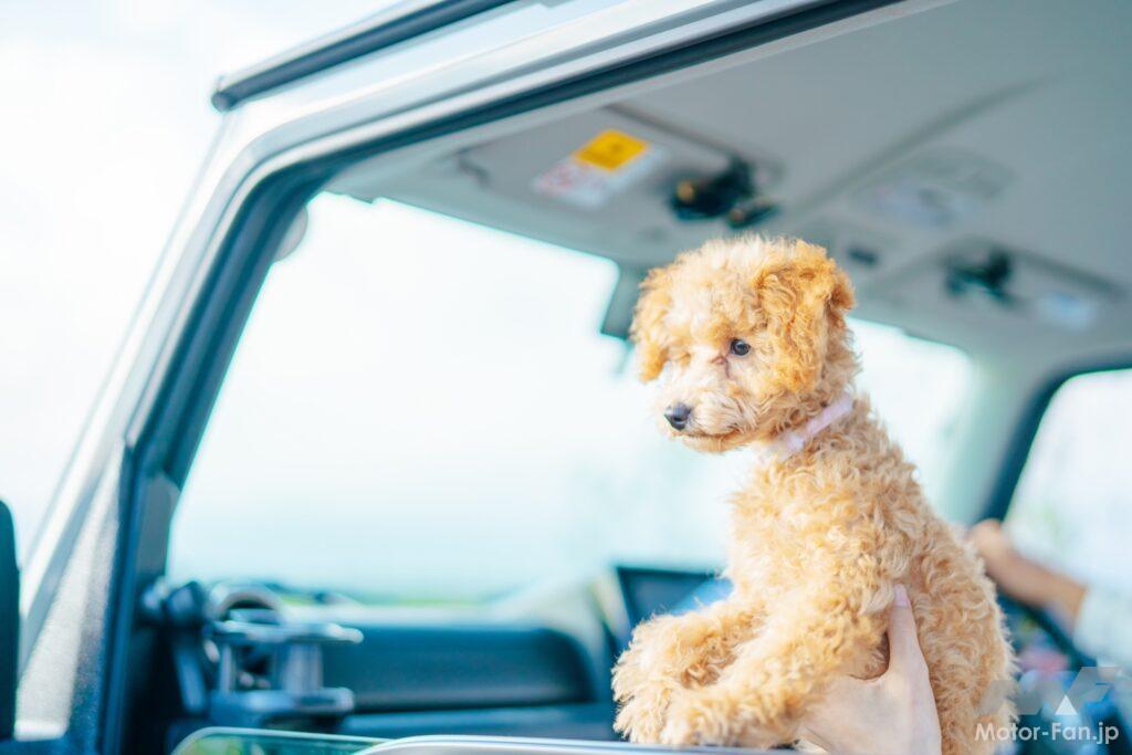車から顔をだすペット