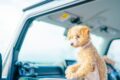 車から顔をだすペット
