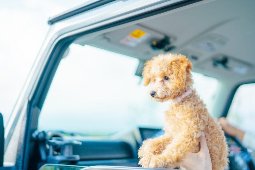 車から顔をだすペット