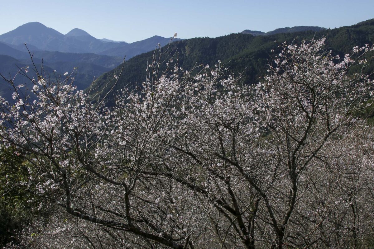 【群馬県藤岡市】バイクで行きたいツーリングスポット｜秋景と寒桜が楽しめる桜山公園。