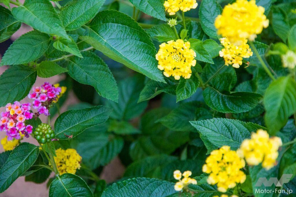 東京・奥多摩ツーリング